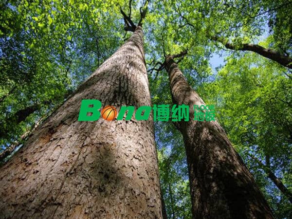 2018年木材資源進(jìn)一步緊缺，運(yùn)動(dòng)木地